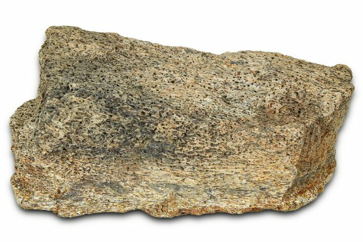 Dinosaur (Triceratops) Frill Shield Section - Montana #373879